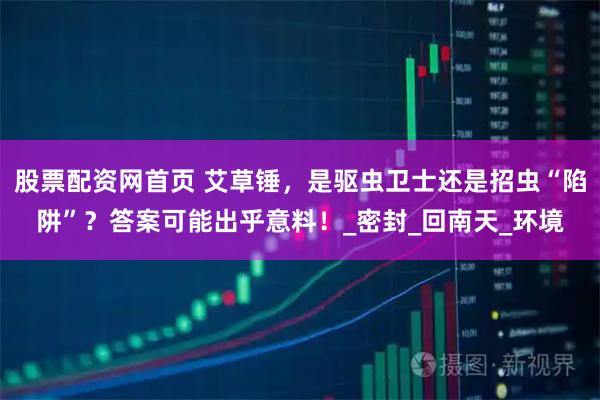 股票配资网首页 艾草锤，是驱虫卫士还是招虫“陷阱”？答案可能出乎意料！_密封_回南天_环境